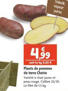 plants de pommes de terre chérie