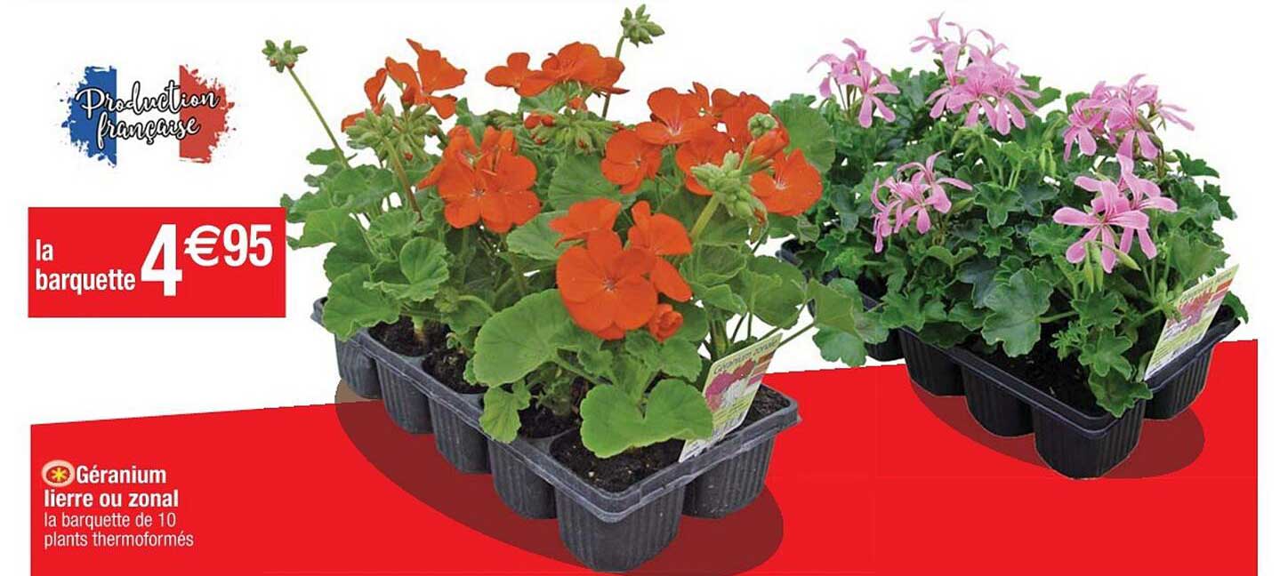 géranium lierre ou zonal