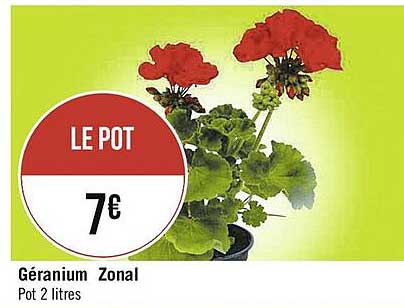 géranium zonal