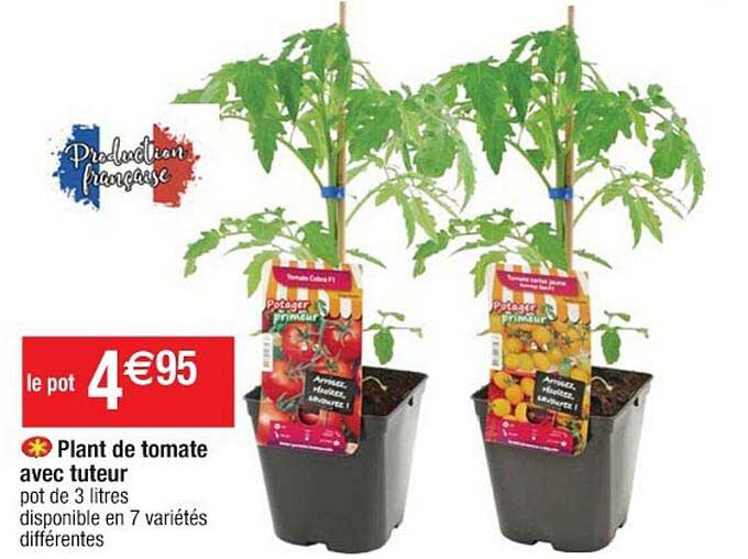 plant de tomate avec tuteur