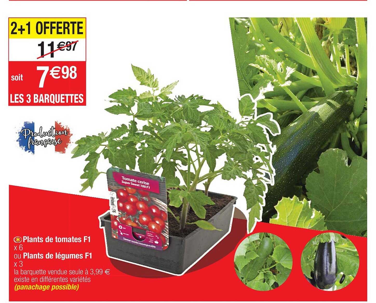 plants de tomates f1, plants de légumes f1