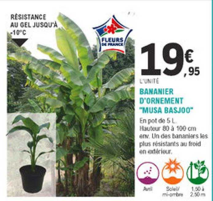 bananier d'ornement "musa basjoo"