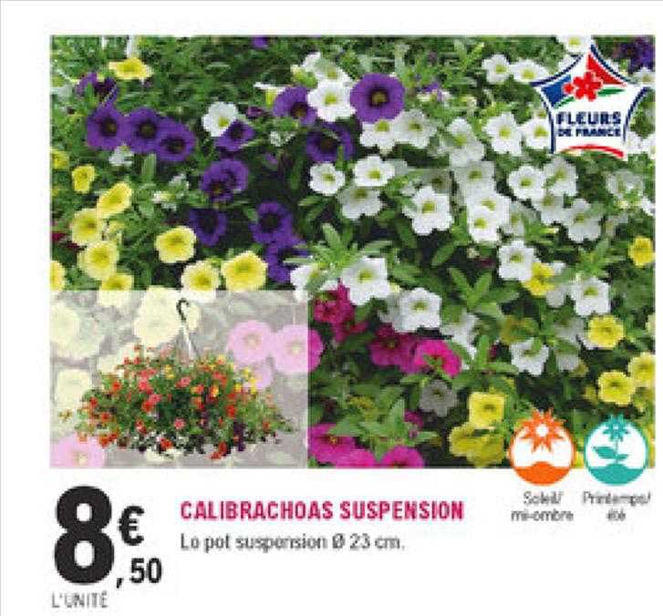 calibrachoas suspension