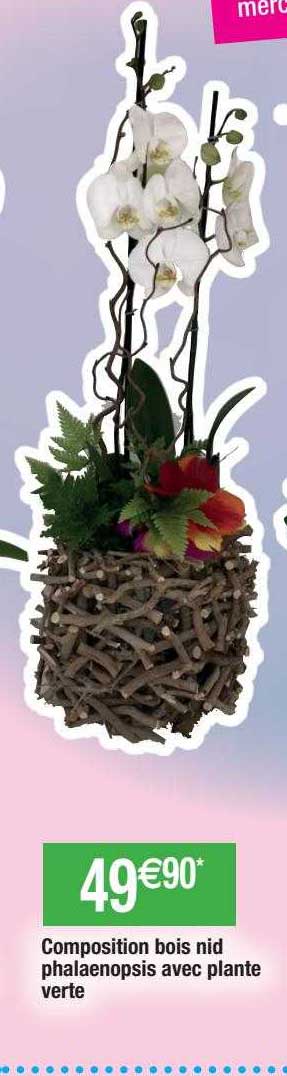 composition bois nid phalaenopsis avec plante vert