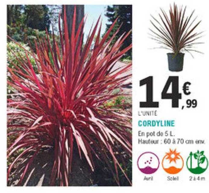 cordyline