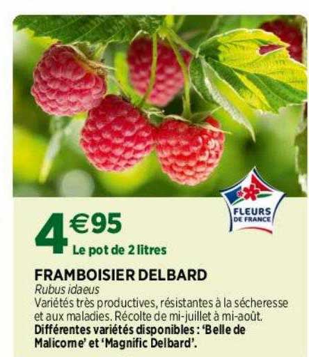 framboisier delbard