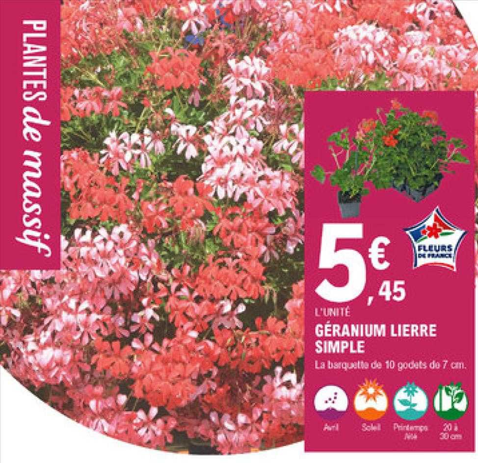 géranium lierre simple