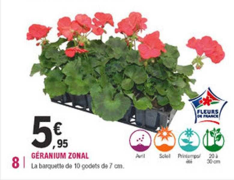 géranium zonal