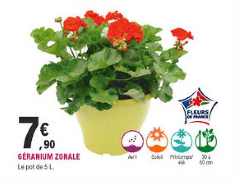 géranium zonale