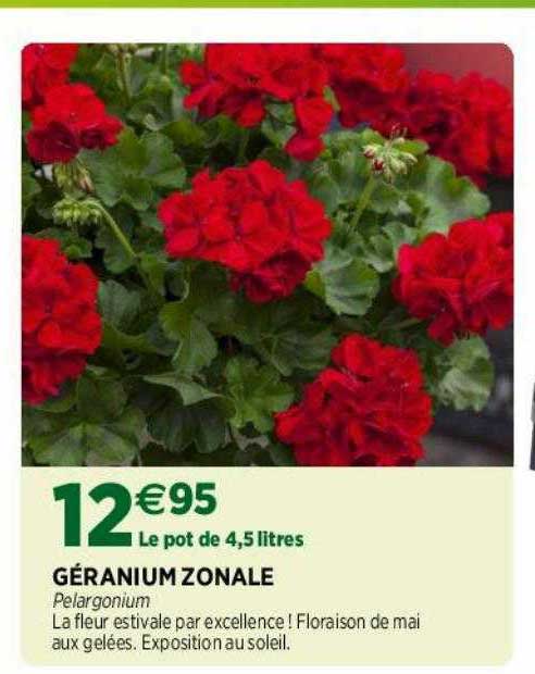géranium zonale