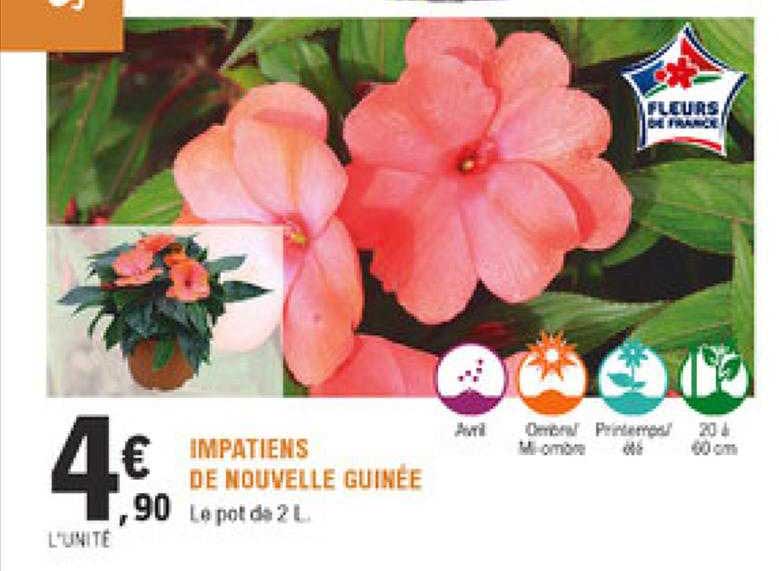impatiens de nouvelle guinée