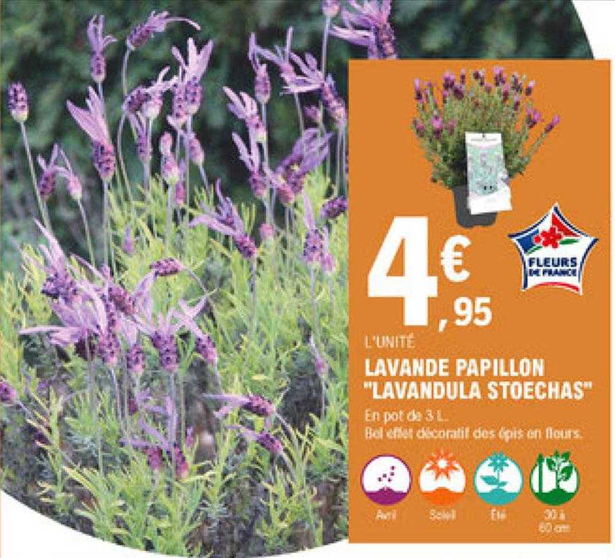 lavande papillon "lavandula stoechas"