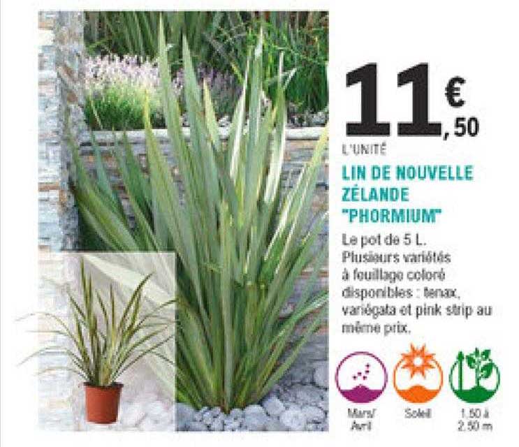 lin de nouvelle zélande "phormium"