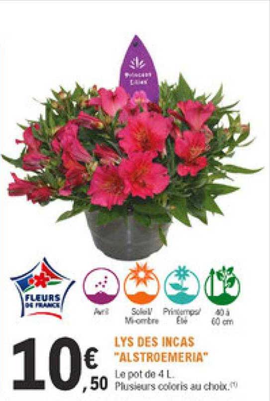 lys des incas "alstroemeria"