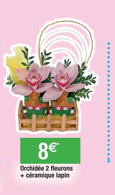 Orchidée 2 Fleurons + Céramique Lapin