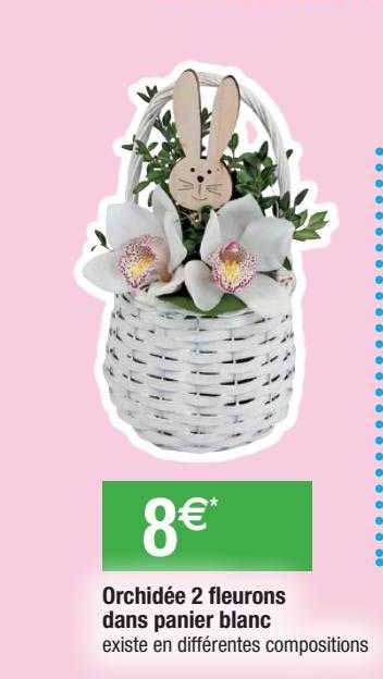 orchidée 2 fleurons dans panier blanc