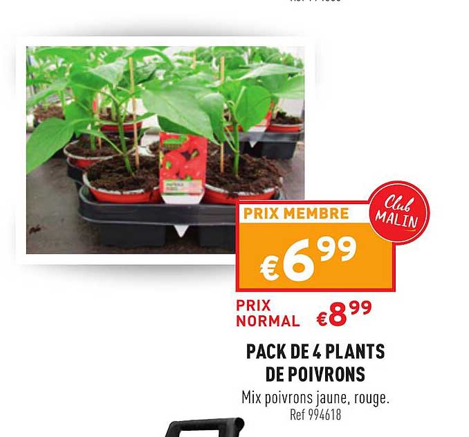 pack de 4 plants de poivrons