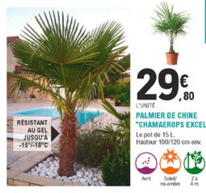 palmier de chine "chamaerops excel