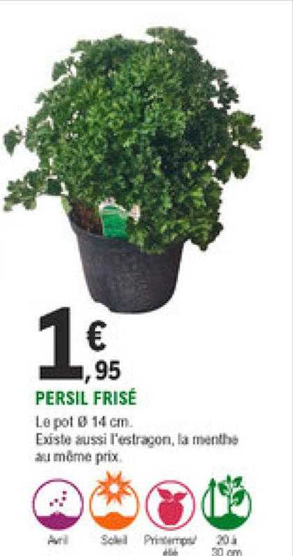 persil frisé