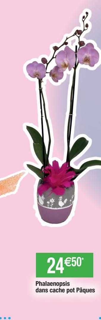 phalaenopsis dans cache pot pâques