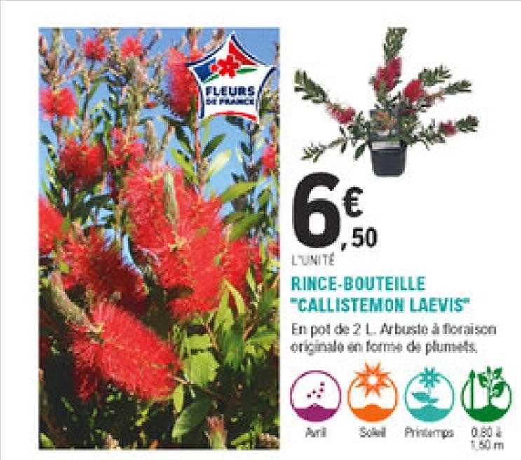 rince-bouteille "callistemon laevis"