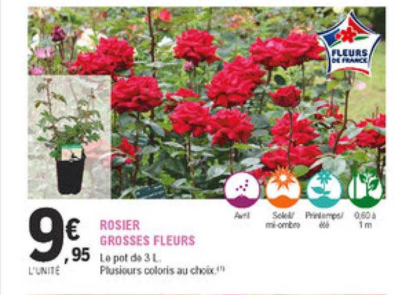 rosier grosses fleurs