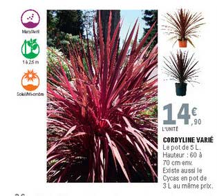 cordyline varié