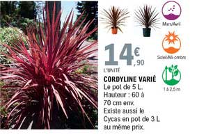 cordyline varié
