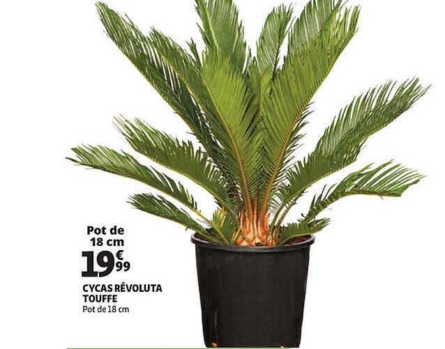 cycas révoluta touffe