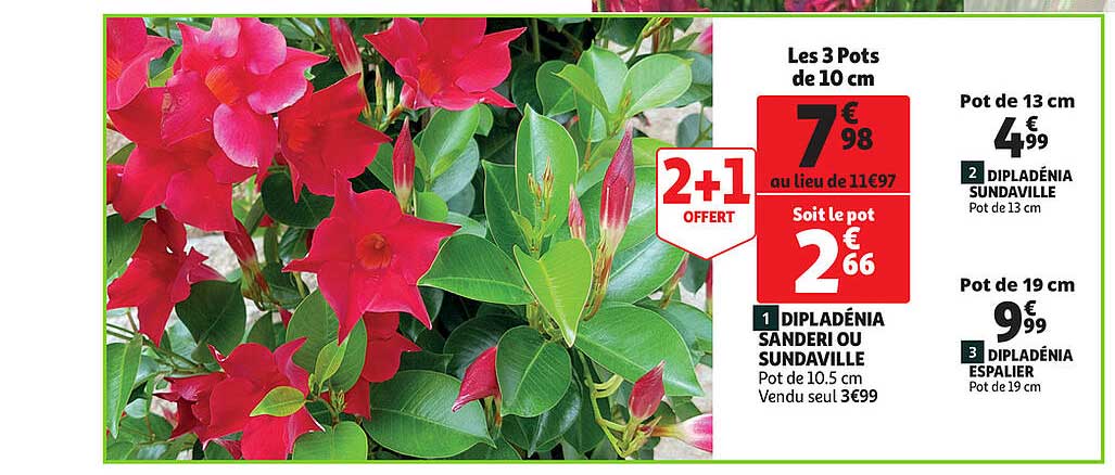 Dipladénia Sanderi Ou Sundaville