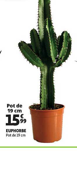 euphorbe