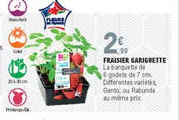 fraisier gariguette