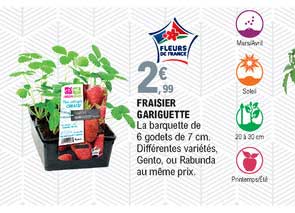 fraisier gariguette