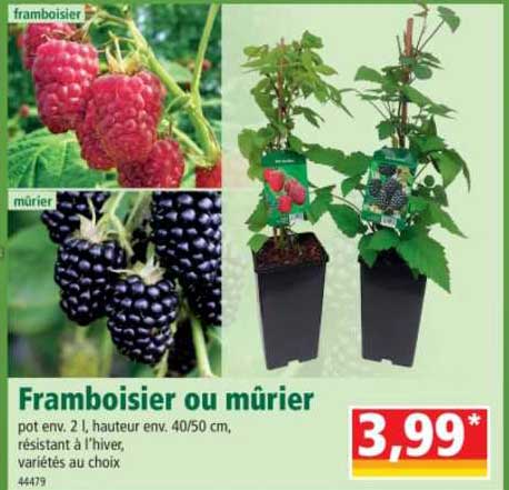 framboisier ou mûrier