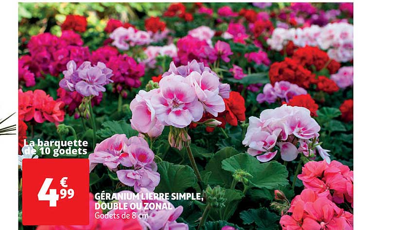 géranium lierre simple, double ou zonal