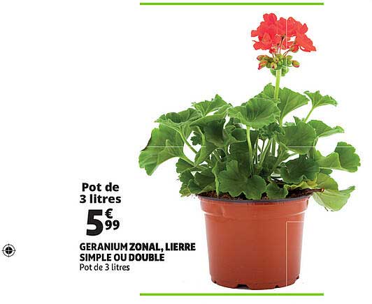 géranium zonal, lierre simple ou double