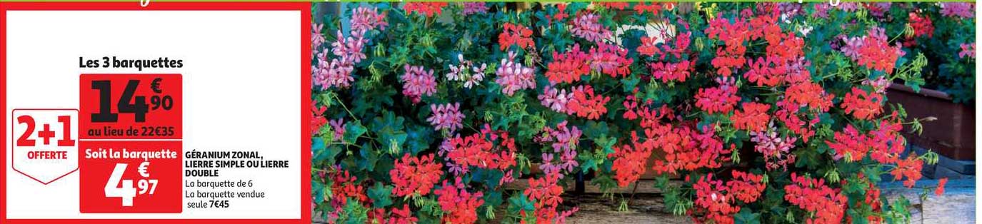 géranium zonal, lierre simple ou lierre double