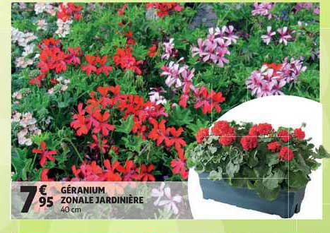 Géranium Zonale Jardinière