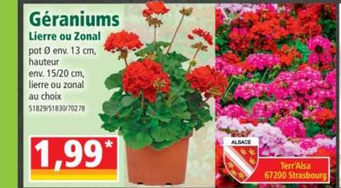 géraniums lierre ou zonal
