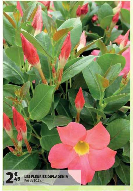 les fleuries dipladenia