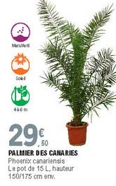 Palmier Des Canaries