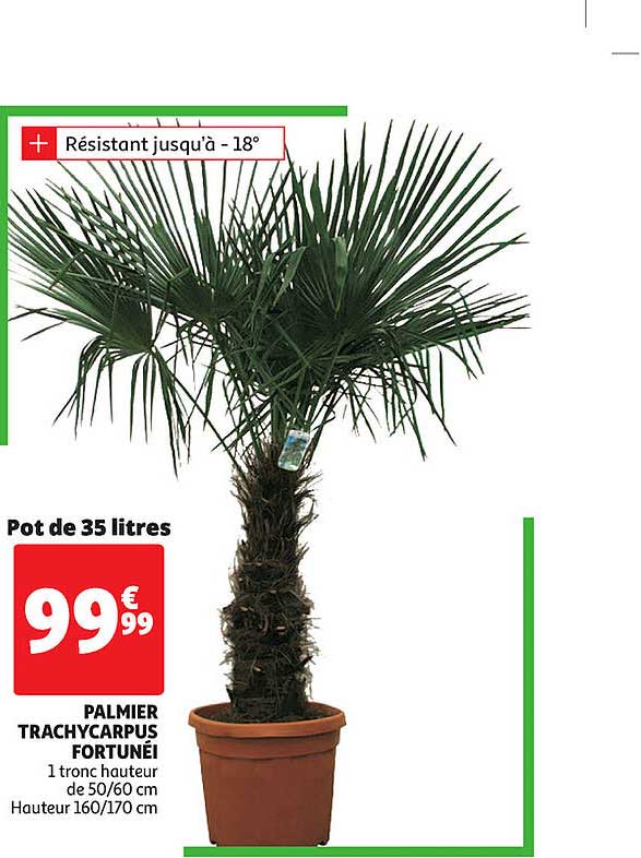 palmier trachycarpus fortunéi
