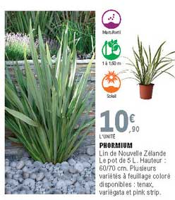 phormium