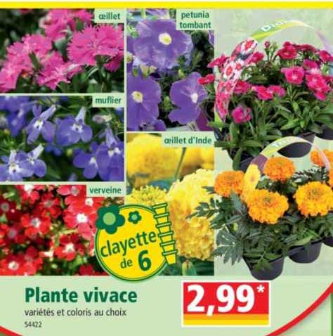 plante vivace
