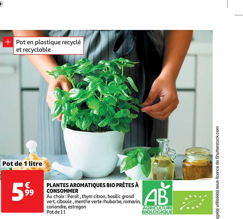 plantes aromatiques bio prêtes à consommer