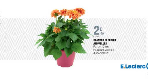 Plantes Fleuries Annuelles