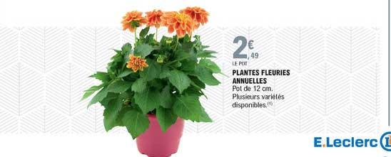 plantes fleuries annuelles