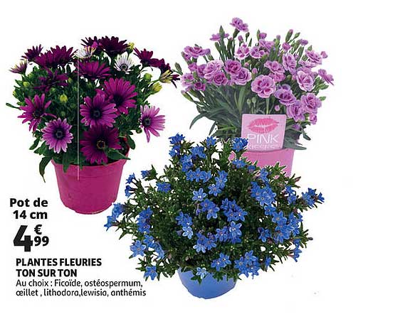 plantes fleuries ton sur ton