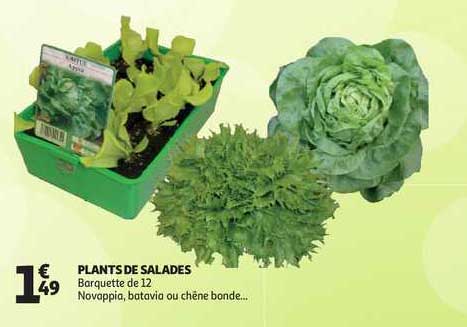 plants de salades