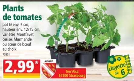 plants de tomates